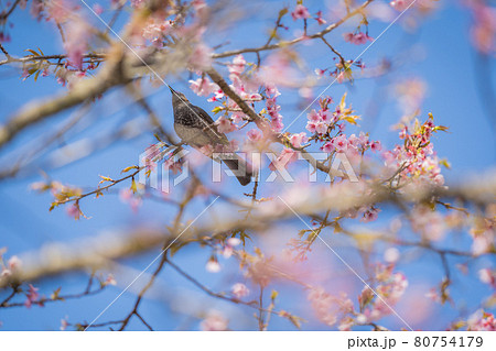 坂戸北浅羽桜堤公園の桜とヒヨドリ 80754179