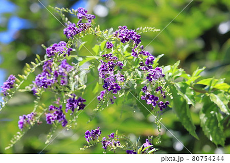 紫色のデュランタの花 紫色のデュランタの花 80754244