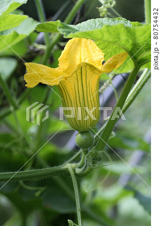 夏に咲いた 黄色のカボチャの雌花の写真素材