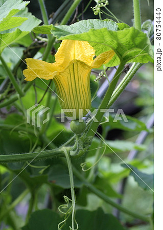 夏に咲いた 黄色のカボチャの雌花の写真素材