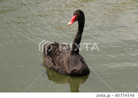 水戸千波湖の黒鳥 水戸千波湖の黒鳥 80754548