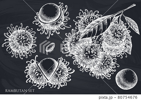 Vector set of hand drawn chalk rambutan 80754676