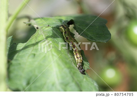 トマトとミニトマトの害虫、オオタバコガ、タバコガの幼虫 80754705