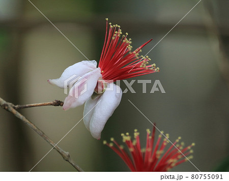 本土寺のフェイジョア【千葉県松戸市長谷山本土寺にて】 80755091