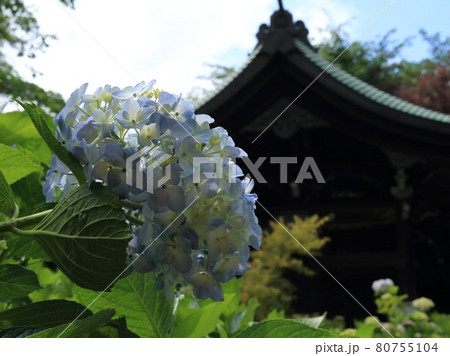 本土寺の紫陽花と瑞鳳門 千葉県松戸市長谷山本土寺にて の写真素材