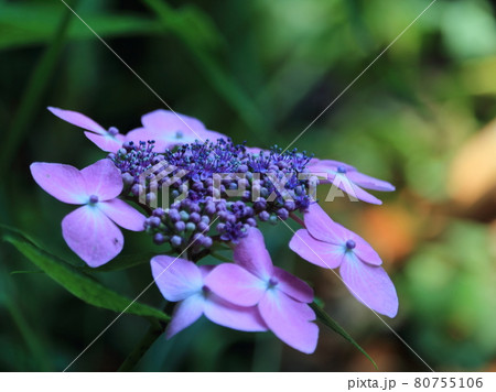 本土寺の額紫陽花【千葉県松戸市長谷山本土寺にて】 80755106