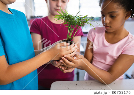 Mid section of diverse students holding a plant seedling together in the class at elementary school Mid section of diverse students holding a plant seedling together in the class at elementary school 80755176