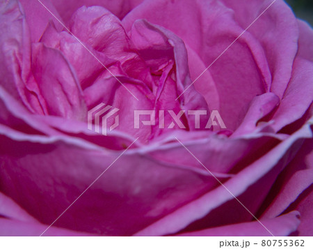 Abstract natural pink background. Close-up of flower petals. Macro photo of pink roses. Low depth of field. Beautiful background for design. 80755362