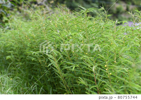 カワラケツメイの群生 80755744