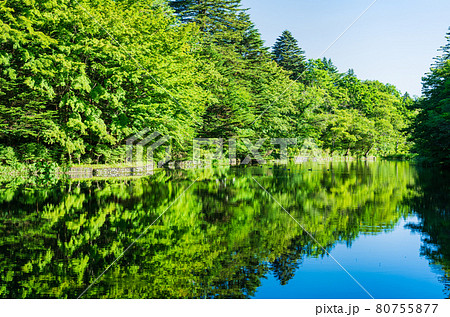 夏の軽井沢　雲場池 80755877