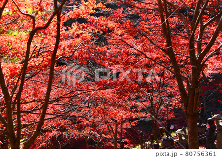 大山寺 紅葉 大山寺 紅葉 80756361