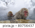 Snow Monkey 80756437