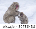 Snow Monkey 80756438