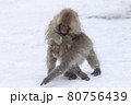 Snow Monkey 80756439