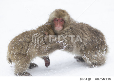 Snow Monkey Snow Monkey 80756440