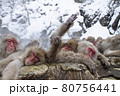 Snow Monkey 80756441