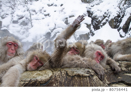 Snow Monkey Snow Monkey 80756441