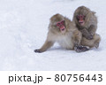 Snow Monkey 80756443