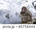 Snow Monkey 80756444