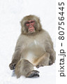 Snow Monkey 80756445