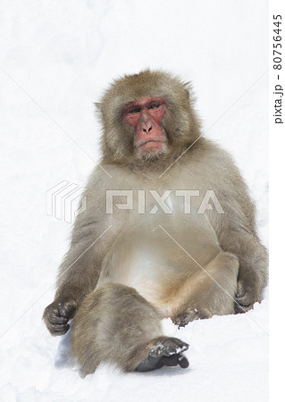 Snow Monkey Snow Monkey 80756445