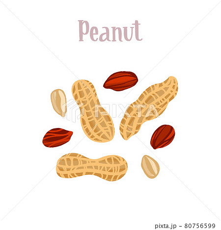 Peeled And In Shell Peanuts Healthy Nutrition のイラスト素材