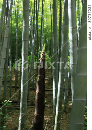 タケノコ タケノコ 80757085