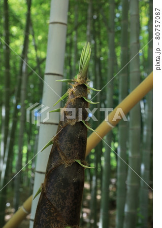 タケノコ タケノコ 80757087