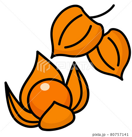 鬼灯 剥きみのほおずき カットイラスト 素材のイラスト素材