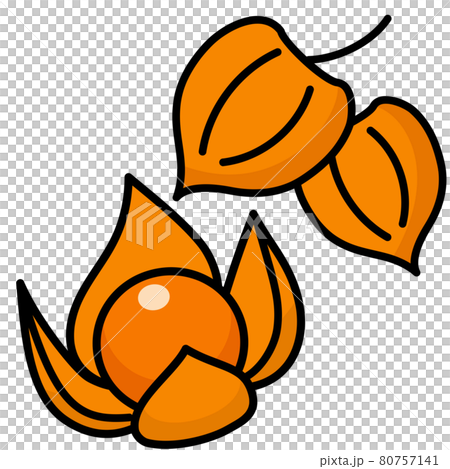 鬼灯 剥きみのほおずき カットイラスト 素材のイラスト素材