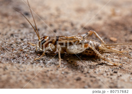 Small Field Cricket 80757682