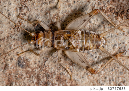 Small Field Cricket Small Field Cricket 80757683