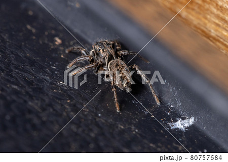 Small Jumping Spider 80757684