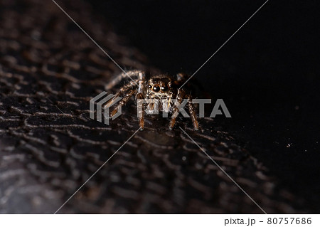 Small Jumping Spider Small Jumping Spider 80757686