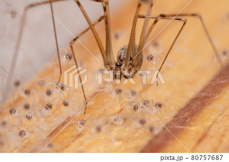 adult female Short-bodied Cellar Spider 80757687