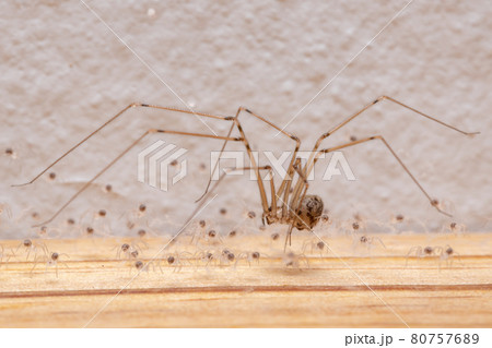 adult female Short-bodied Cellar Spider adult female Short-bodied Cellar Spider 80757689