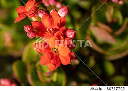 Flaming Katy Red Flower Flaming Katy Red Flower 80757706