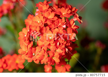 Flaming Katy Red Flower Flaming Katy Red Flower 80757715