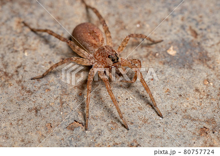 Adult Wolf Spider 80757724