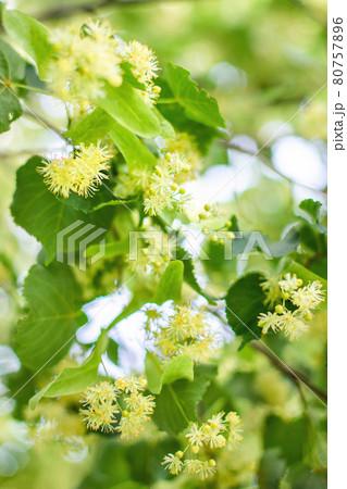 spring background with closeup of Linden tree flowers spring background with closeup of Linden tree flowers 80757896