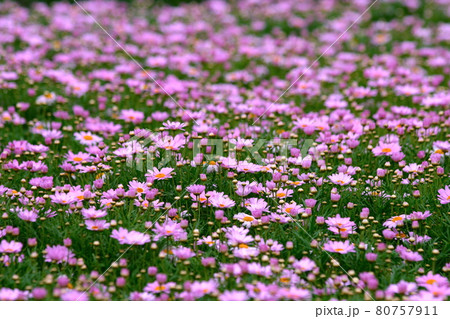 花 フラワー お花 80757911