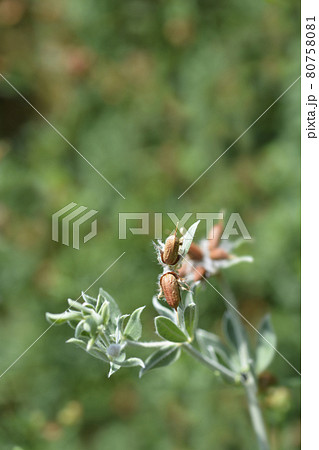 Hairy canary clover Hairy canary clover 80758081