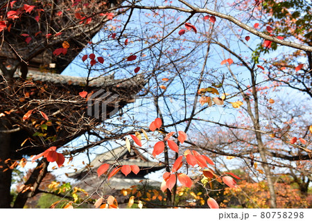 紅葉の東寺 80758298