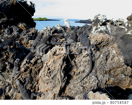 ウミイグアナ 80758587