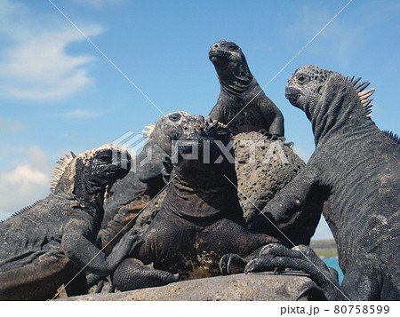 ウミイグアナ 80758599