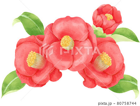 水彩画風 椿の花のデコレーション素材イラスト 横位置 のイラスト素材