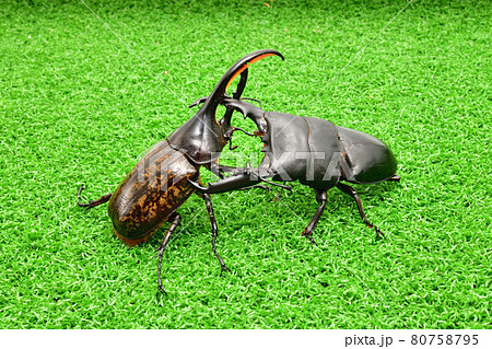 昆虫バトル クワガタ対カブトムシの写真素材