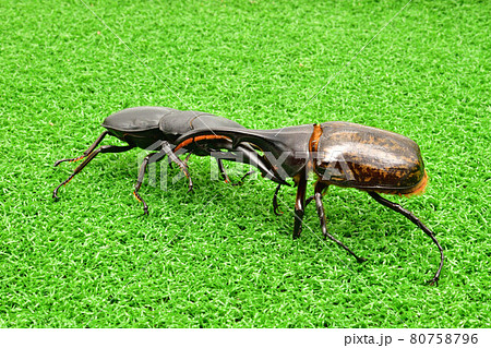 昆虫バトル クワガタ対カブトムシの写真素材