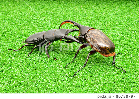 昆虫バトル クワガタ対カブトムシ 昆虫バトル クワガタ対カブトムシ 80758797