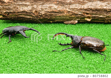 昆虫バトル クワガタ対カブトムシの写真素材